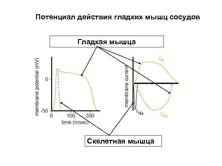 Потенциал действия гладких мышц сосудов Гладкая мышца Скелетная мышца 