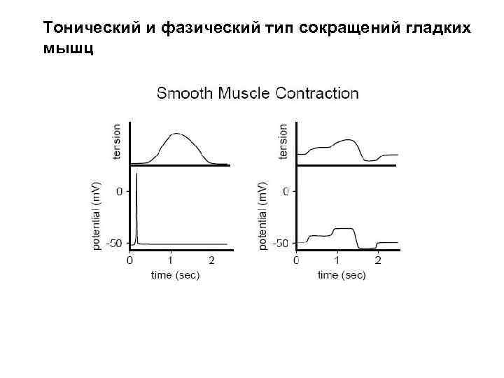 Тонический и фазический тип сокращений гладких мышц 