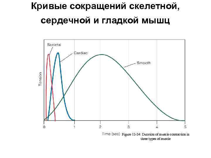 Кривые сокращений скелетной, сердечной и гладкой мышц Figure 12 -24: Duration of muscle contraction