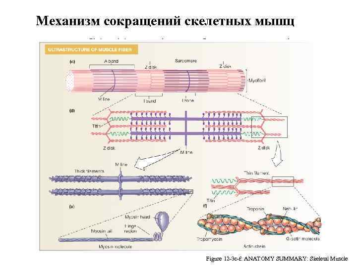 Механизм сокращений скелетных мышц Myofibrils: Site of Contraction Figure 12 -3 c-f: ANATOMY SUMMARY: