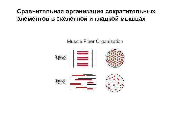 Сравнительная организация сократительных элементов в скелетной и гладкой мышцах 