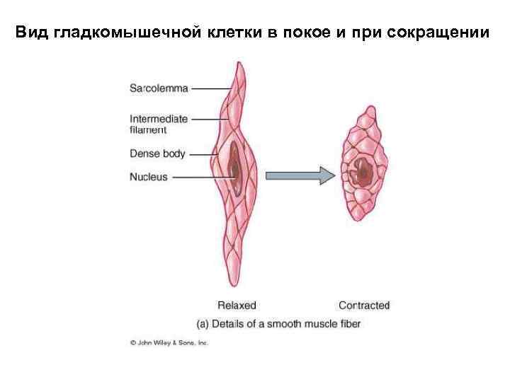 Вид гладкомышечной клетки в покое и при сокращении 