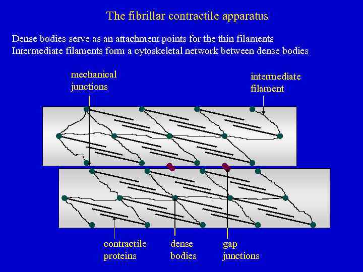 The fibrillar contractile apparatus Dense bodies serve as an attachment points for the thin