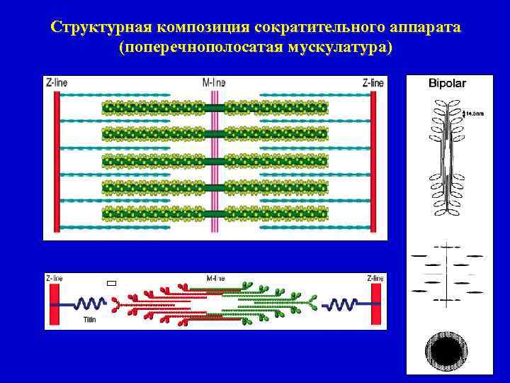 Структурная композиция сократительного аппарата (поперечнополосатая мускулатура) 