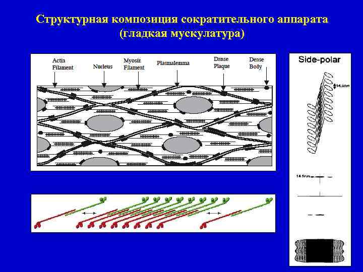 Структурная композиция сократительного аппарата (гладкая мускулатура) 