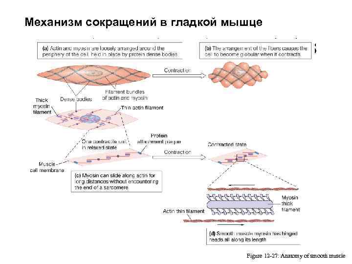 Механизм сокращений в гладкой мышце Smooth Muscles: Characteristics Figure 12 -27: Anatomy of smooth