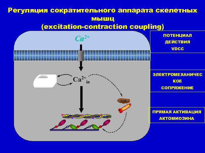 Регуляция сократительного аппарата скелетных мышц (excitation-contraction coupling) ПОТЕНЦИАЛ Ca 2+ ДЕЙСТВИЯ VDCC ЭЛЕКТРОМЕХАНИЧЕС Са