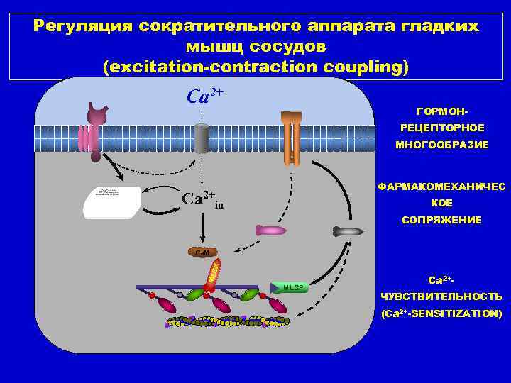 Регуляция сократительного аппарата гладких мышц сосудов (excitation-contraction coupling) Ca 2+ ГОРМОНРЕЦЕПТОРНОЕ МНОГООБРАЗИЕ ФАРМАКОМЕХАНИЧЕС Са