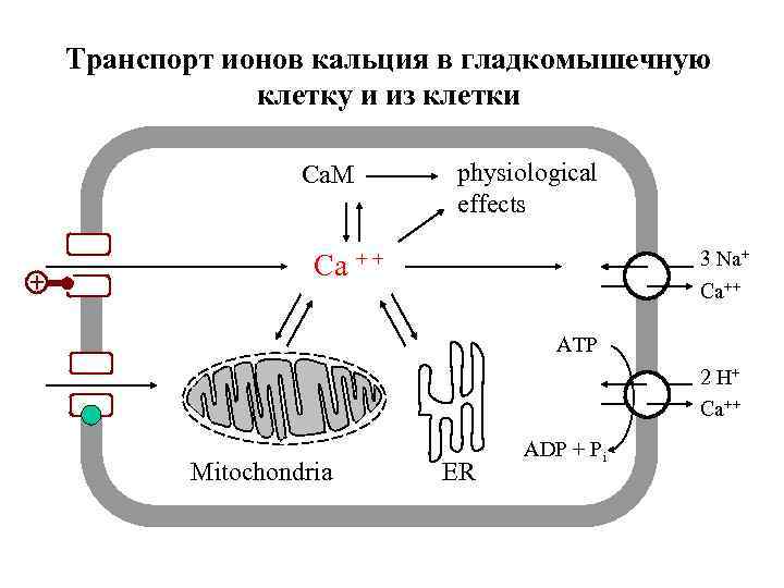 Транспорт ионов кальция в transport Cellular calcium гладкомышечную клетку и из клетки physiological effects