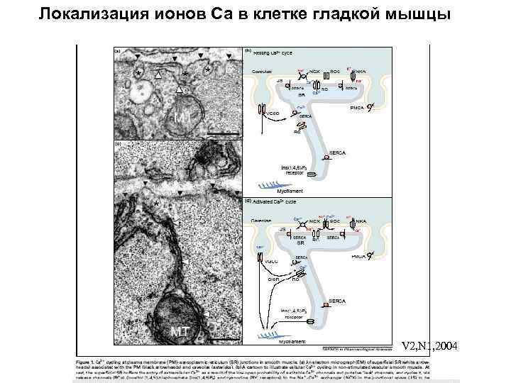 Локализация ионов Са в клетке гладкой мышцы V 2, N 1, 2004 