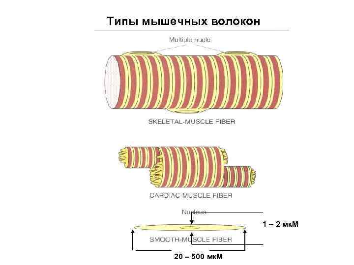 Типы мышечных волокон 1 – 2 мк. М 20 – 500 мк. М 