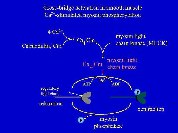 Cross-bridge activation in smooth muscle Ca 2+-stimulated myosin phosphorylation 4 Ca 2+ Calmodulin, Cm