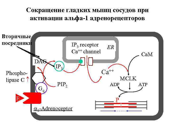 Сокращение гладких мышц сосудов при активации альфа-1 адренорецепторов Вторичные посредники IP 3 receptor Ca++