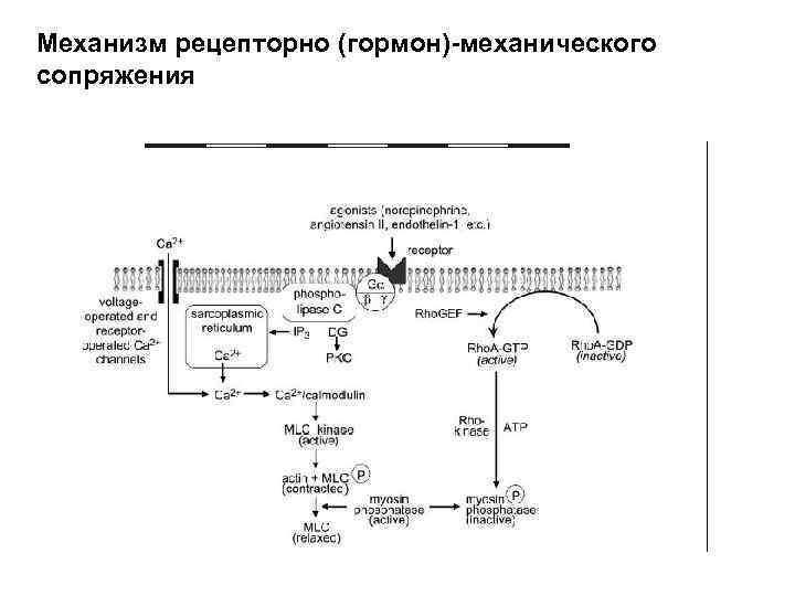 Механизм рецепторно (гормон)-механического сопряжения 