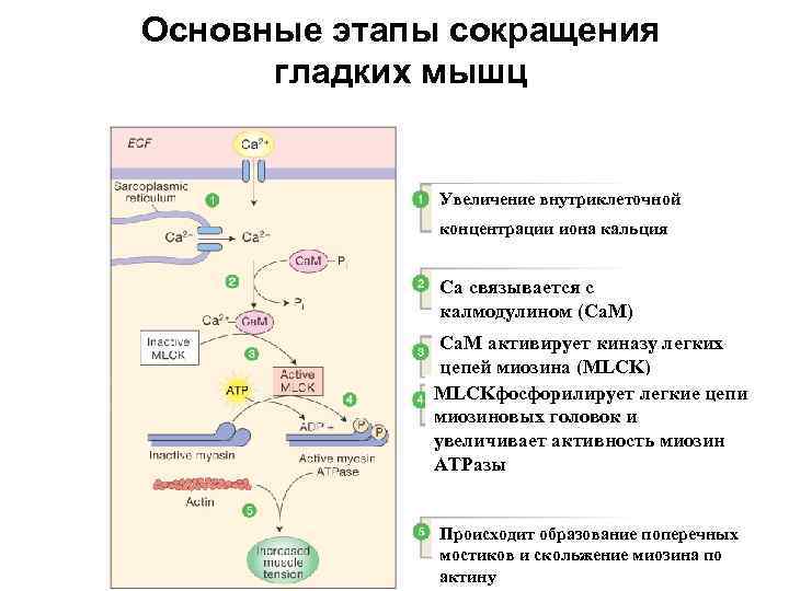 Основные этапы сокращения гладких мышц Увеличение внутриклеточной концентрации иона кальция Са связывается с калмодулином