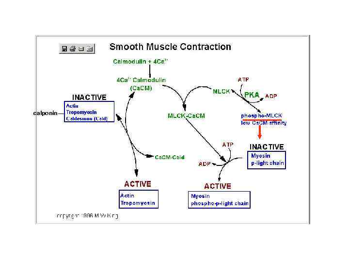 calponin 