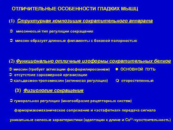 ОТЛИЧИТЕЛЬНЫЕ ОСОБЕННОСТИ ГЛАДКИХ МЫШЦ (1) Структурная композиция сократительного аппарата миозиновый тип регуляции сокращения миозин