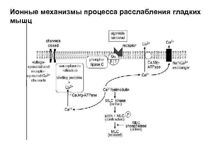 Ионные механизмы процесса расслабления гладких мышц 