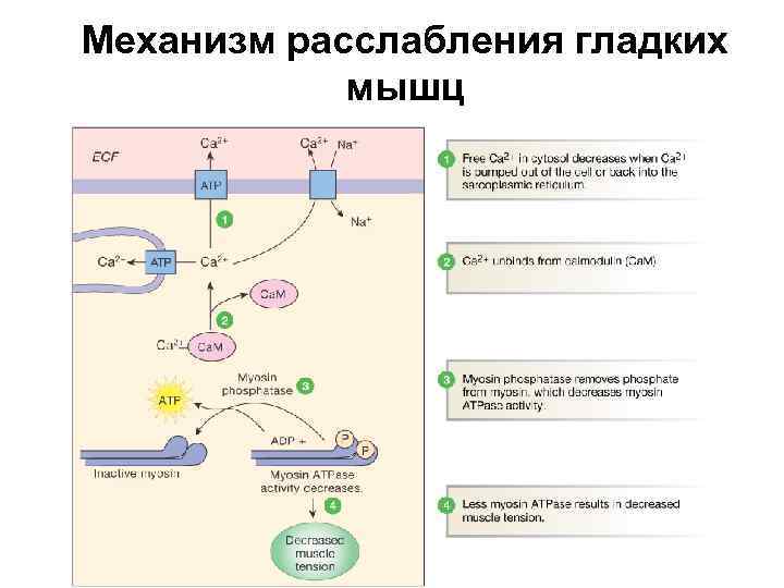 Механизм расслабления гладких мышц Figure 12 -29: Relaxation in smooth muscle 