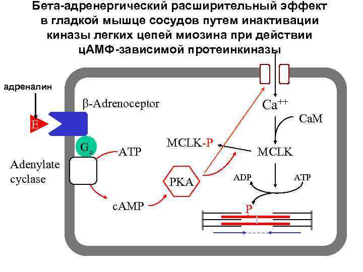Бета-адренергический расширительный эффект в гладкой мышце сосудов путем инактивации киназы легких цепей миозина при