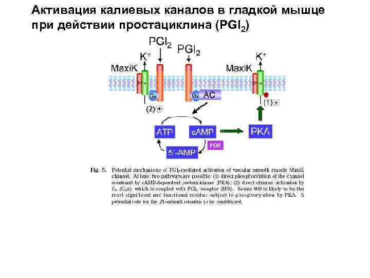 Активация калиевых каналов в гладкой мышце при действии простациклина (PGI 2) 