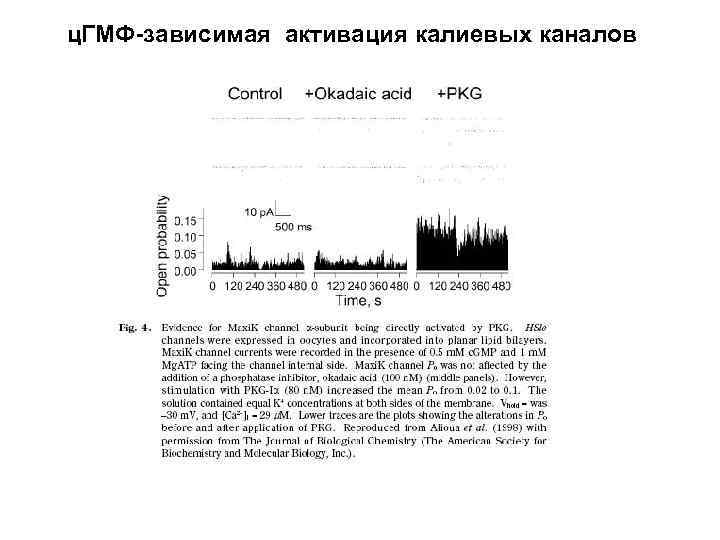 ц. ГМФ-зависимая активация калиевых каналов 