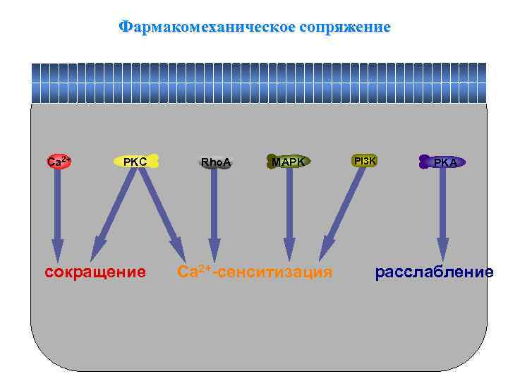 Фармакомеханическое сопряжение Ca 2+ PKC сокращение Rho. A MAPK Ca 2+-сенситизация PI 3 K