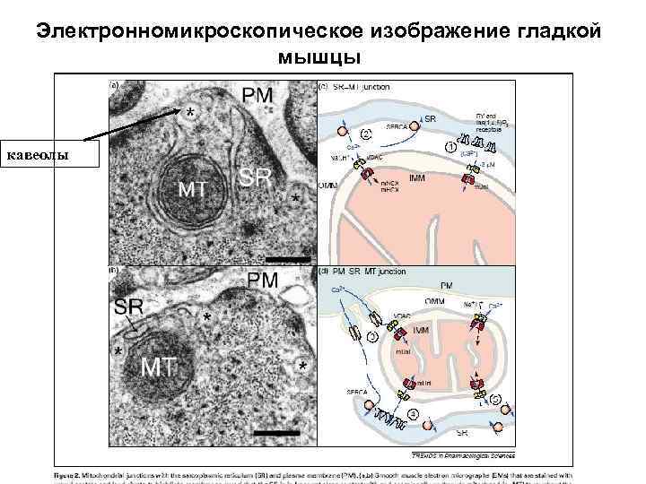 Электронномикроскопическое изображение гладкой мышцы кавеолы 