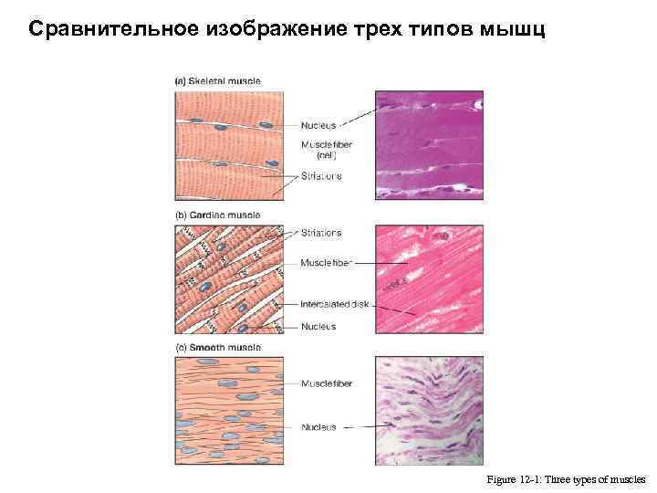 Сравнительное изображение трех типов мышц Muscle Types Figure 12 -1: Three types of muscles