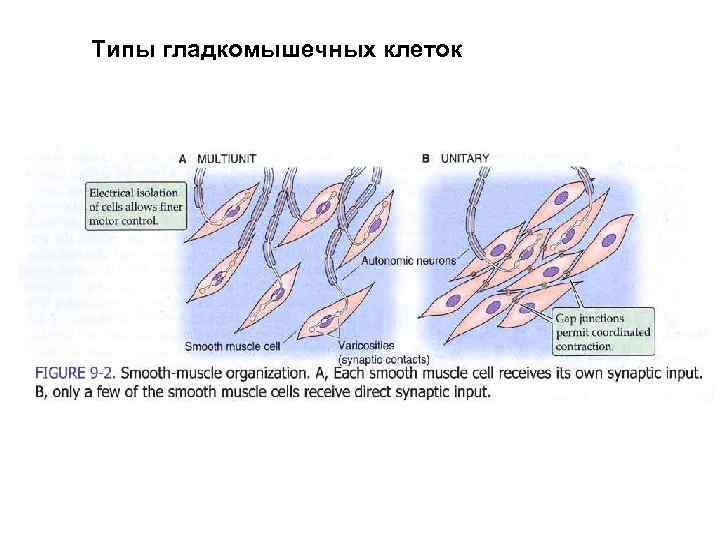 Типы гладкомышечных клеток 