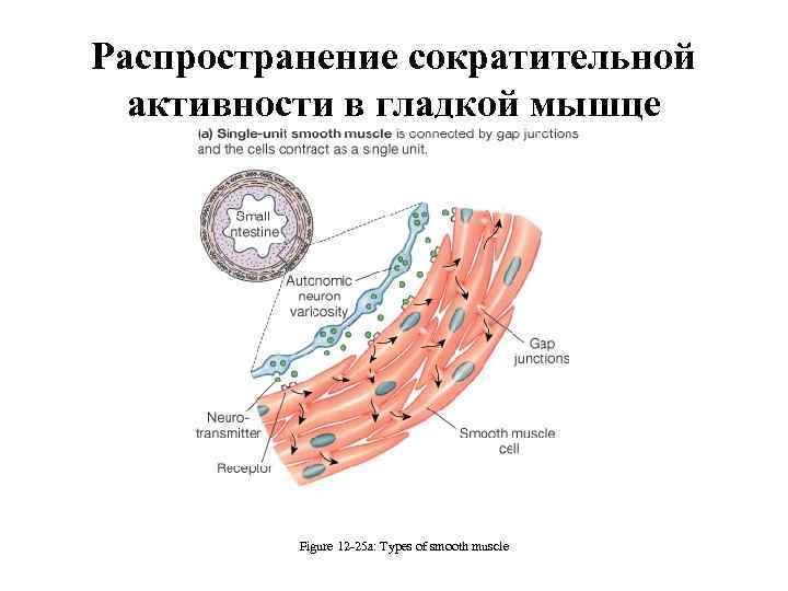 Распространение сократительной активности в гладкой мышце (кишечника) Figure 12 -25 a: Types of smooth