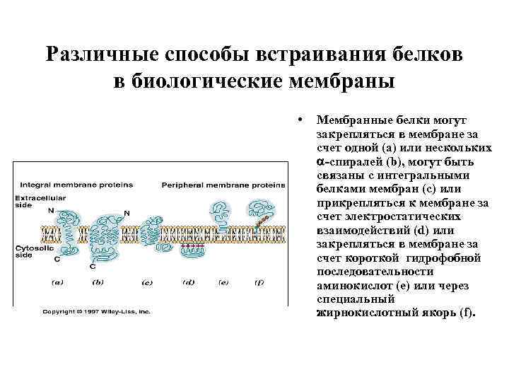 Различные способы встраивания белков в биологические мембраны • Мембранные белки могут закрепляться в мембране
