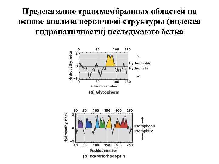 Предсказание трансмембранных областей на основе анализа первичной структуры (индекса гидропатичности) исследуемого белка 