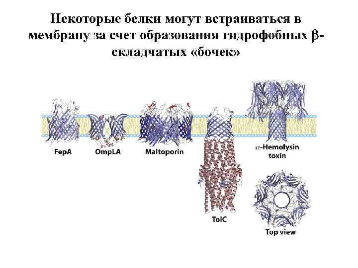 Эквивалентная схема биологической мембраны