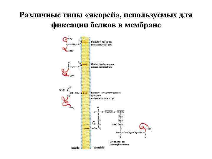 Различные типы «якорей» , используемых для фиксации белков в мембране 
