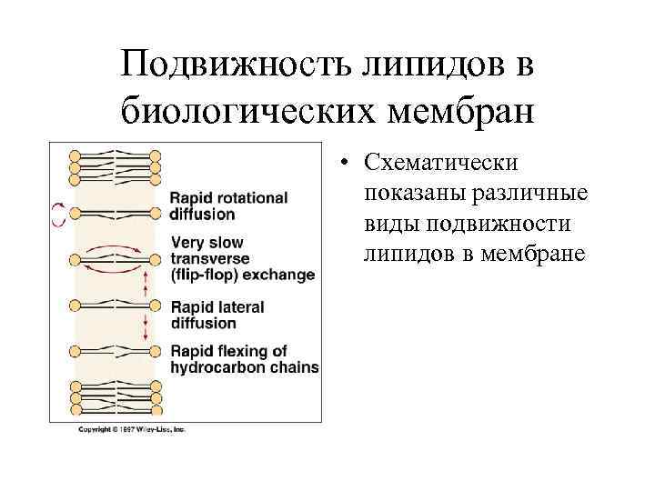 Подвижность липидов в биологических мембран • Схематически показаны различные виды подвижности липидов в мембране