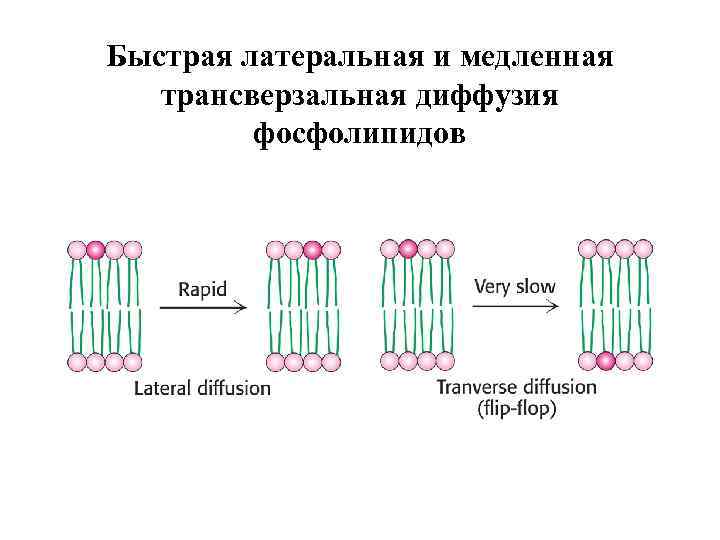 Быстрая латеральная и медленная трансверзальная диффузия фосфолипидов 