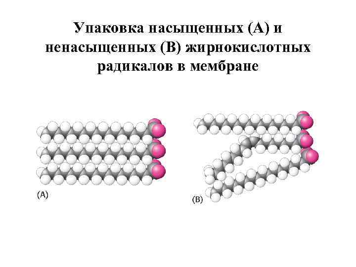 Упаковка насыщенных (А) и ненасыщенных (В) жирнокислотных радикалов в мембране 