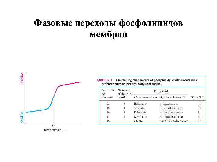 Фазовые переходы фосфолипидов мембран 