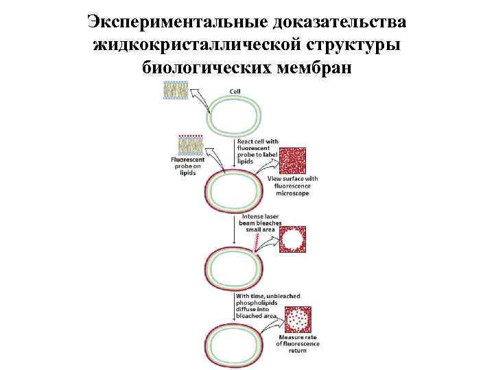 Экспериментальные доказательства жидкокристаллической структуры биологических мембран 