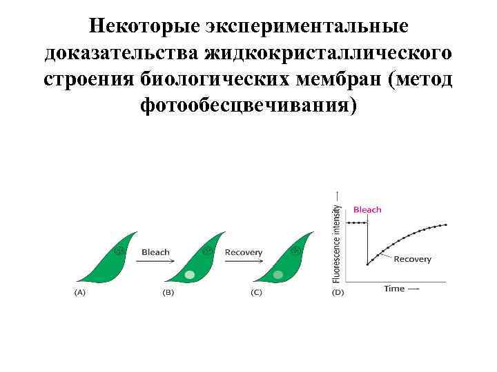 Некоторые экспериментальные доказательства жидкокристаллического строения биологических мембран (метод фотообесцвечивания) 