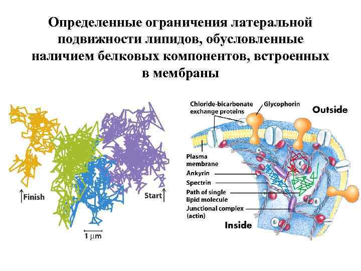 Определенные ограничения латеральной подвижности липидов, обусловленные наличием белковых компонентов, встроенных в мембраны 