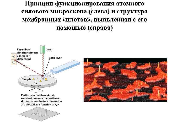 В атомно силовом микроскопе изображение поверхности исследуемого образца получают за счет