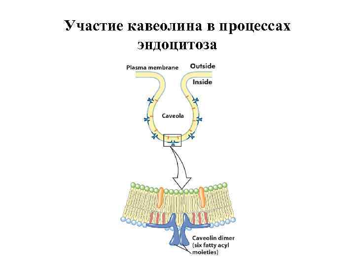 Участие кавеолина в процессах эндоцитоза 