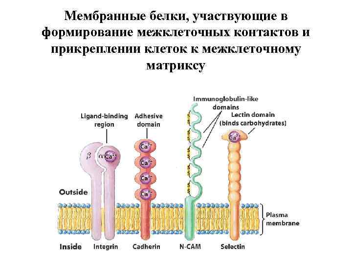 Участвует в формировании. Строение белка мембраны клетки. Строение белка на мембране. Белки мембраны строение и функции. Структура мембранных белков.