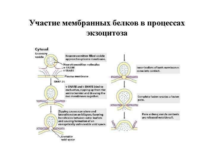 Белка участвующие в процессе. Участие мембран в процессе брожения и дыхания. Участие мембран в процессе брожения. Мембраны участвуют в. Участвуют ли мембраны в процессе брожения.