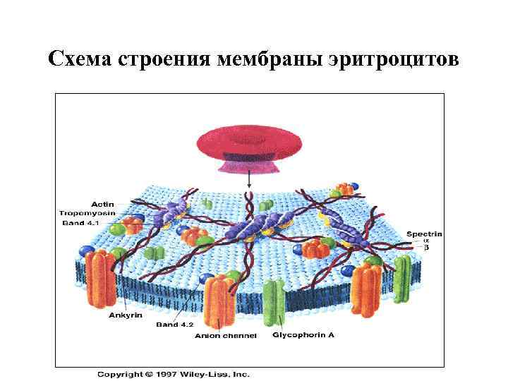 На мембране эритроцитов располагаются особые вещества