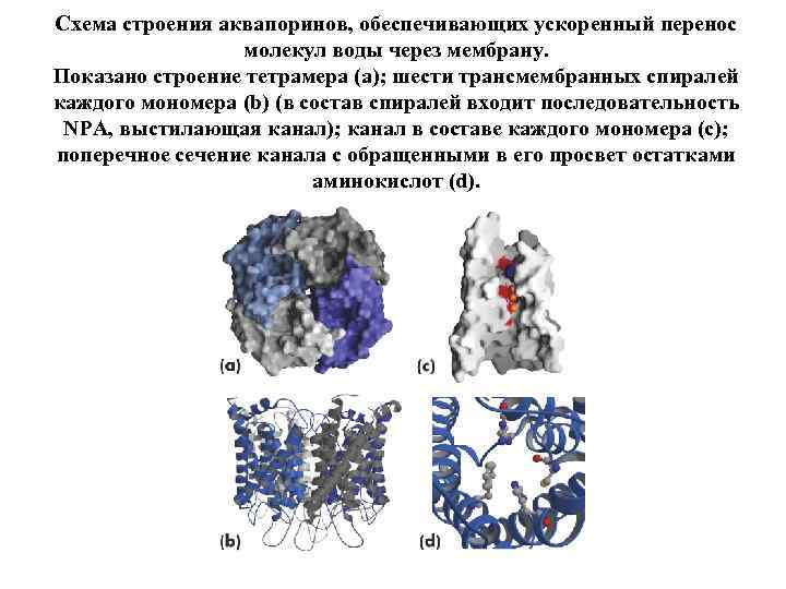 Молекулы перенос