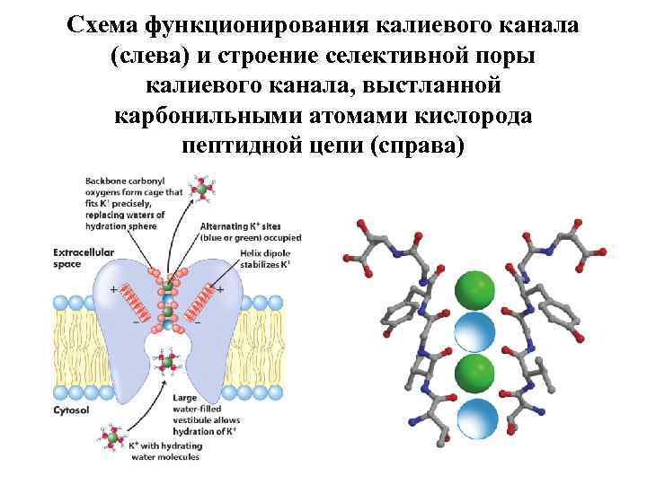 Схема функционирования калиевого канала (слева) и строение селективной поры калиевого канала, выстланной карбонильными атомами
