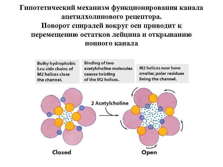 Гипотетический механизм функционирования канала ацетилхолинового рецептора. Поворот спиралей вокруг оси приводит к перемещению остатков